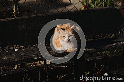 Homeless street striped red kitten with white breast. Lonely mongrel cat outside. It lies on bench and looks ahead with thoughtful Stock Photo