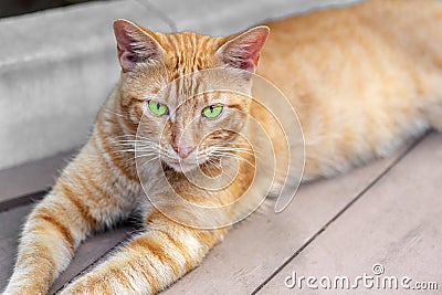 Homeless tabby red cat with green eyes resting at city street. Striped orange wild kitten lying on wooden surface at park Stock Photo