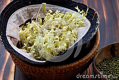 Homemade bean sprouts for food safety, germinate of green beans Stock Photo