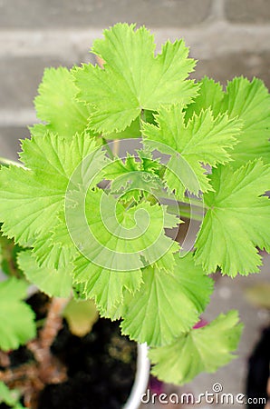Homemade begonia plant growing in a pot Stock Photo