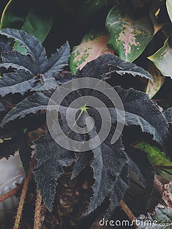 Homemade black star begonia plant during the day taken from a low angle, indonesi Stock Photo