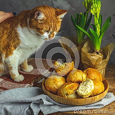 Homemade buns in wooden plate and red white cat Stock Photo