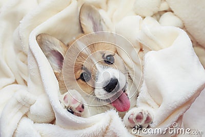 Cute homemade corgi puppy lies in a white fluffy blanket funny sticking your tongue out Stock Photo