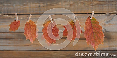 Homemade garland of colored autumn leaves Stock Photo