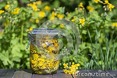 Homemade of herbal tincture from fresh greater celandine flowers and vodka in a glass jar on a wooden table in a spring garden, Stock Photo