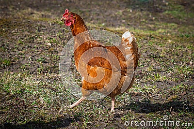 Homemade red-colored chicken walks in the yard Stock Photo