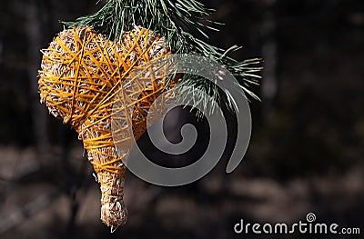 A homemade straw heart wrapped in orange twine hangs from a pine branch. In the background the shadows of tree trunks in a forest Stock Photo