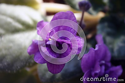 Homemade violet violet flower with green leaves close up under the rays of the spring morning sun Stock Photo