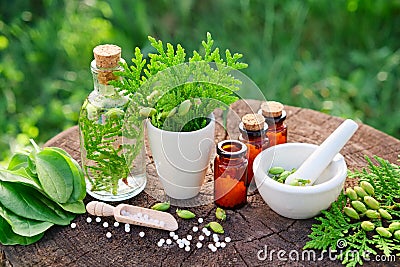 Homeopathic bottles, Thuja occidentalis, Plantago major drugs and mortar. Stock Photo