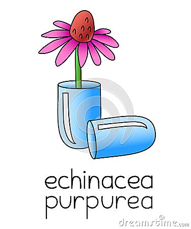 Homeopathic medicine illustration - echinacea purpurea in a capsule pill, immune system stimulator, natural medicine, herbal Vector Illustration