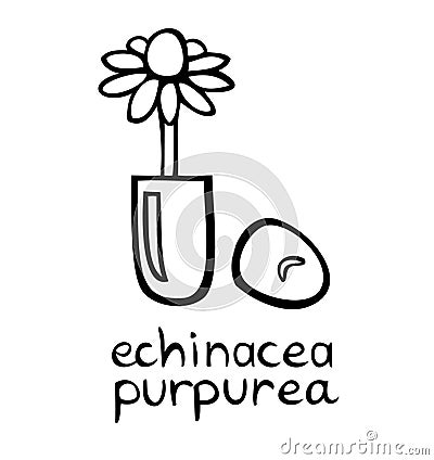 Homeopathic medicine vector illustration - echinacea purpurea flower in a capsule pill, hand drawn black and white icon,herbal Vector Illustration