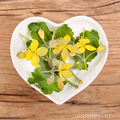 Homeopathy and cooking with celandine Stock Photo