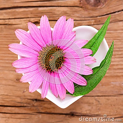 Homeopathy and cooking with echinacea Stock Photo