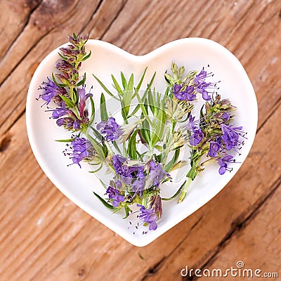 Homeopathy and cooking with hyssop Stock Photo