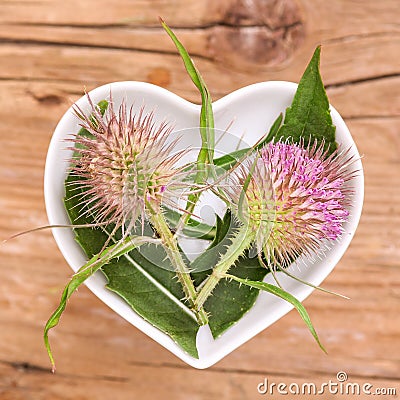 Homeopathy and cooking with teasel Stock Photo