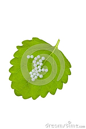 Homeopathy. Globules as alternative medicine Stock Photo