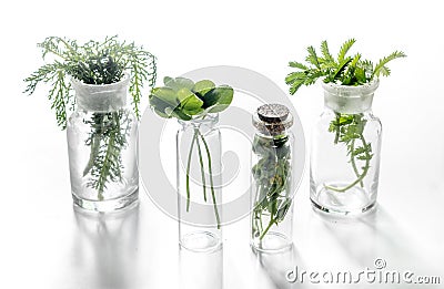 Homeopathy. Medicinal herbs in glass on white background Stock Photo
