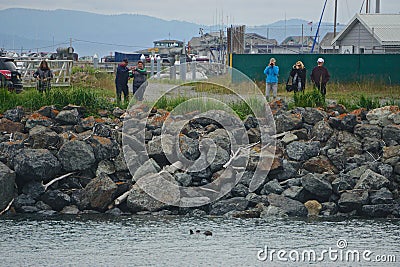 Homer, Alaska: Tourists photograph a sea otter Editorial Stock Photo