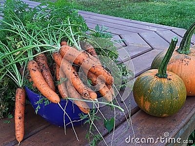 Homestead gardening. Small farm grow your own food shortage produce Stock Photo