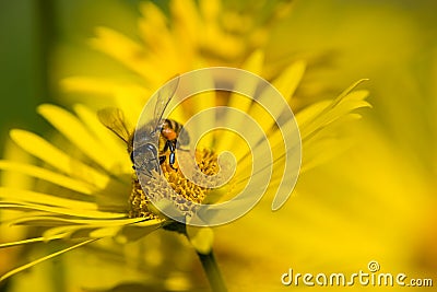 Homey bee pollinating yellow flowers in spring Stock Photo