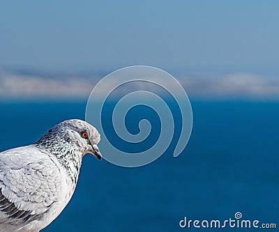 Homing gray pigeon . Stock Photo