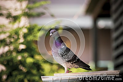 Homing pigeion bird standing at sputnik trap Stock Photo