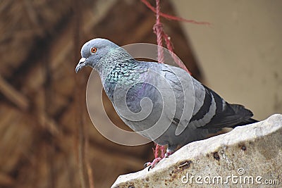 Image of Homing pigeon, domestic pigeon, Columba livia domestica, rock pigeon Stock Photo