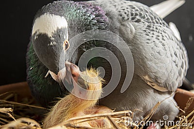 Homing pigeon feeding corp milk to hatch in nest Stock Photo