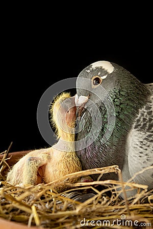 Homing pigeon feeding crop milk to hatch in nest Stock Photo