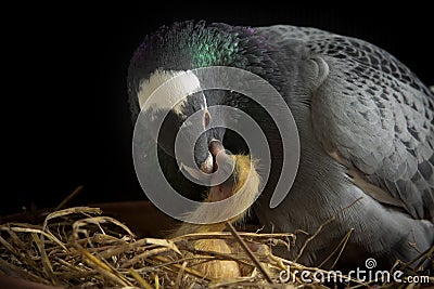 Homing pigeon feeding crop milk to new born bird Stock Photo