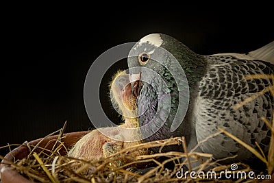 Homing pigeon feeding crop milk to new born pigeon in home nest Stock Photo