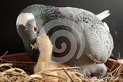 Homing pigeon feeding crop milk to new born in nest Stock Photo