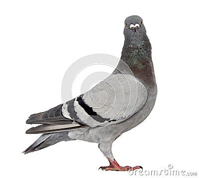 Homing pigeon isolated on white Stock Photo