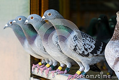 Homing pigeon perching in home loft Stock Photo