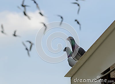 Homing pigeon perching on home loft with flying on blue sky Stock Photo