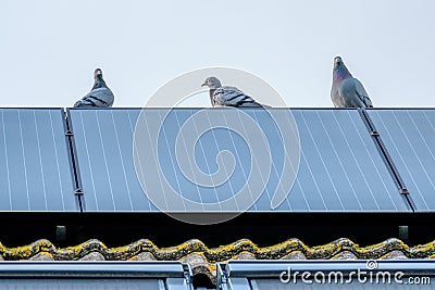 Homing pigeons enjoy the view from a solar panel. Stock Photo