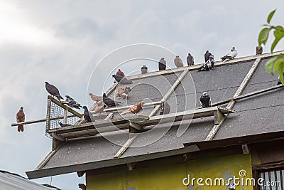 Homing pigeons sitting on the roof of a bird house Stock Photo