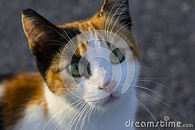 Colourful pussycat with beautiful eyes. Homles pets in Istanbul Stock Photo