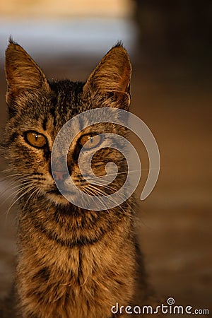 Homless cat Stock Photo