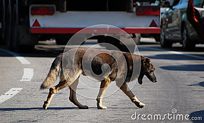 Homless dog on the road between cars in Swinoujscie, Poland Stock Photo