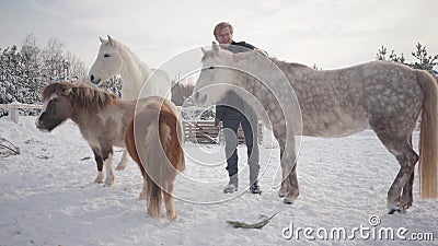 Homme Barbu Heureux Choyant Le Cou Du Beau Cheval Tachete Gris A Un Ranch D Hiver Deux Petits Poneys Et Un Cheval Blanc Banque De Videos Video Du Champs Visage Homme Barbu Heureux Choyant Le Cou Du Beau Cheval Tachete Gris A Un Ranch D Hiver Deux Petits Poneys Et Un Cheval Blanc Banque De Videos Video Du Champs Visage