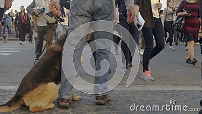 Homme et chien sans museau marchant dans la foule des personnes dans la ville, risque de morsures de chien banque de vidéos Homme et chien sans museau marchant dans la foule des personnes dans la ville, risque de morsures de chien banque de vidéos