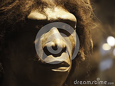 Homo erectus human head cranium Editorial Stock Photo