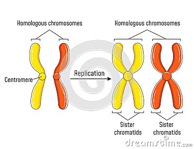 Homologous Chromosomes and Chromatids Vector Illustration