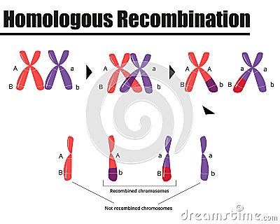 Homologous DNA recombination in gamete formation. Vector Illustration