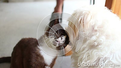 Hond en Cat Friends: De Kat en Cat Moves Head van hondlikken om Meer Liefde te krijgen stock videobeelden Hond en Cat Friends: De Kat en Cat Moves Head van hondlikken om Meer Liefde te krijgen stock videobeelden