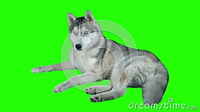 Hond Siberische hasky Het groene scherm detailleerde 4K hoogst lengte Schone alpha- Geschoten op zwarte kunstcamera 4K stock footage Hond Siberische hasky Het groene scherm detailleerde 4K hoogst lengte Schone alpha- Geschoten op zwarte kunstcamera 4K stock footage