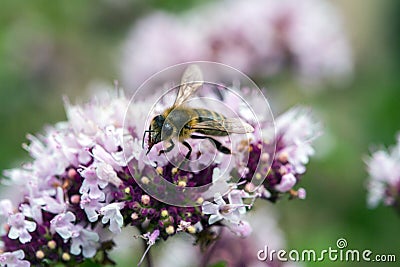 Hone Bee on Oregano Flowers Stock Photo