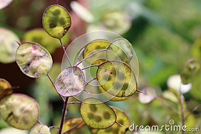 Honesty flower seed pods with seeds in close up Stock Photo