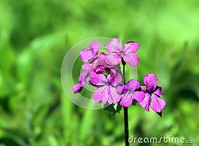 Honesty (Lunaria annua) Stock Photo